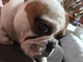 Продавам френски булдог мъжки, снимка 3
