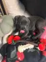 Продавам бебе Кане Корсо, снимка 2