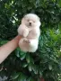 Бели момчета. Померани. , снимка 7