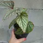 Бегония    Цвете , снимка 4