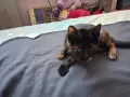 Бездомно женско коте, снимка 10