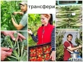 Работа в ферми Англия 2026/2027, снимка 4