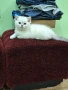 Британски късокосмести, снимка 1