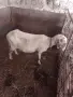 Продавам овца за клане, снимка 1