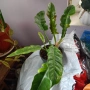стайни цветя , снимка 12