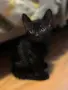 Подарявам малки котенца, снимка 3