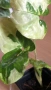 Syngonium Three Kings , снимка 1