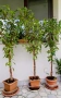 Фикус Бенджамин Microcarpa, височина 145-135см, снимка 1