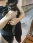 Подарявам малки котета, снимка 4