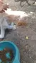 Добри котета,търсят дом.София, снимка 7