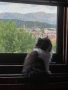 Персийски Котенца !!!, снимка 5