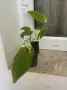 Epipremnum Pinatum Marble, снимка 3