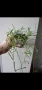 Хоя, hoya Retusa, снимка 2