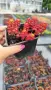 Червен седум Пурпурна Зима, Sedum spirium " Purpur Winter ", снимка 6