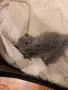 шотландска клепоуха, снимка 14