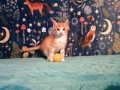 Коте за осиновяване, снимка 4