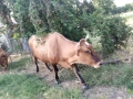 Продавам 7 бр крави за мляко , снимка 1
