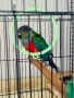 Папагал Пурура Молина , снимка 1