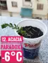 Продавам разсад от евкалипт и австралийска акация, снимка 12
