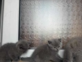 Продавам британски късокосмести котки., снимка 4
