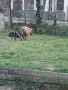 Малки Питбули,редовно обезпаразитявани вътрешно и външно и с първа ваксина, снимка 9