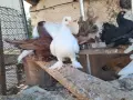 Продаам Гълъби руски кабаци, снимка 4