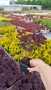 Червенолистна Смрадлика, Cotinus Royal purple или още Тетра!!!, снимка 13