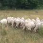 продават се 60 броя овце, снимка 2