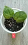Филодендрон- Philodendron Hederaceum Variegata, снимка 6