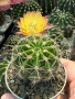 Кактус Echinopsis Hybrid Gold Star уникален цъфтеж с преливащи се омбре цветове, снимка 5