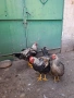 Катунски петлета, снимка 3