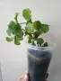 Хоя, hoya kanyakumariana, снимка 1