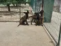 Белгийски овчарки-Малиноа , снимка 2