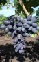 🍇 Продавам десертно грозде „Великан“ 🍇 , снимка 2