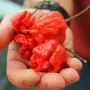 Семена от Carolina reaper , снимка 1