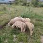 Продавам овце Ил дьо франс, снимка 1