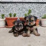 Йоркширски териер , снимка 2