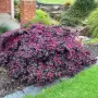Лоропеталум/Loropetalum, снимка 1