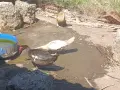 Гъски патици зайци , снимка 11