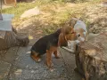 Бигълчета родени юни месец, снимка 4
