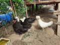 Селски кокошки, снимка 15