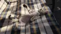 Подарява се малко мъжко коте. , снимка 4