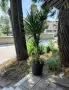 Продавам палма Юка / Yucca, 25 годишна, 1.7 м. височина, снимка 3