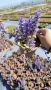 АЮГА ПЪСТРОЛИСТНА, Ajuga ‘Burgundy Glow’, студоустойчива, почвопокривна, снимка 6
