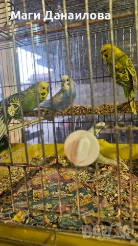 Свободни папагали, снимка 16 - Папагали - 54031471