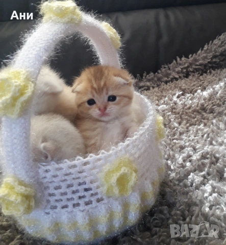 Шотландски Бебчета