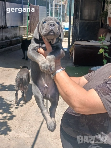 канекорсо , снимка 6 - Други - 54566665