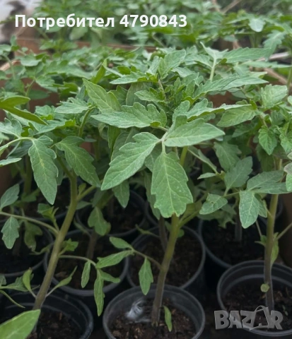 Разсад, снимка 2 - Разсади - 54133505