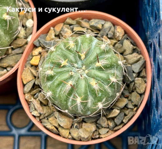 Кактус  Matucana Polzii, снимка 10 - Градински цветя и растения - 54593836