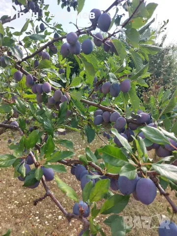 Продавам Сини сливи, снимка 2 - Домашни продукти - 55659639